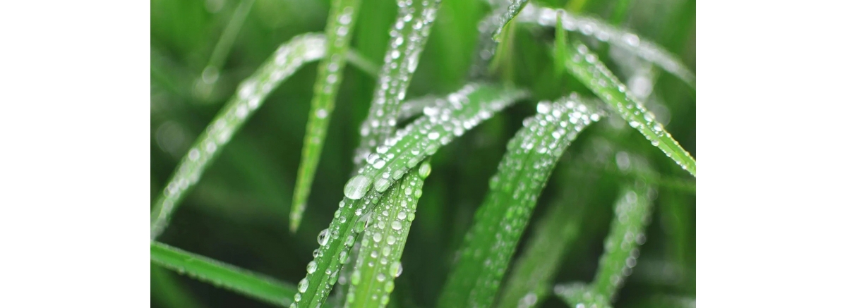 Последствия скашивания влажной травы: что нужно знать