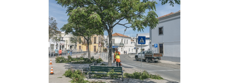 Садовый высоторез – современный подход к обрезке деревьев